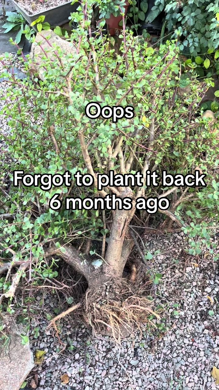 @Ky