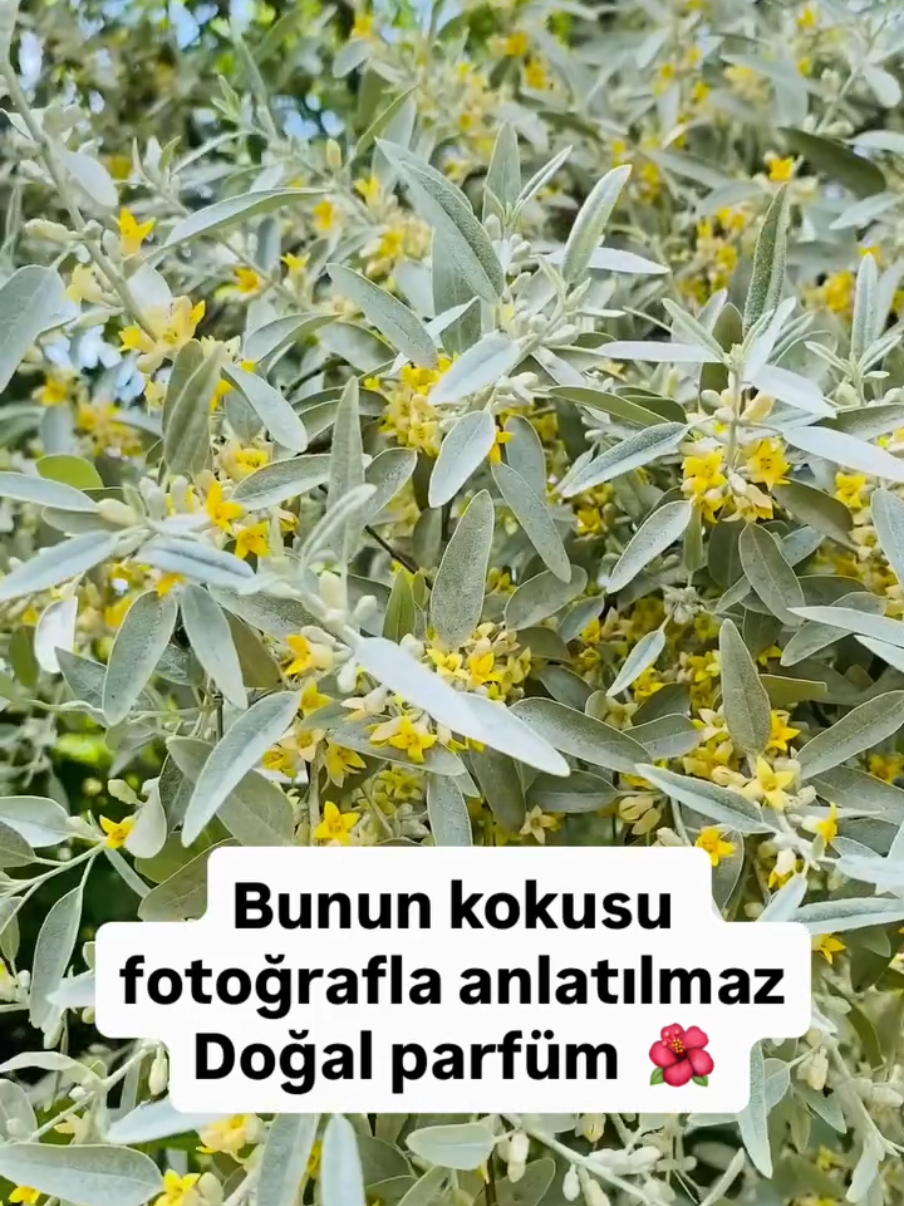 @Sorgunadair