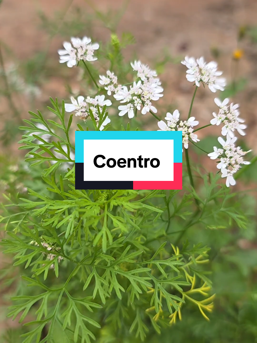 @Dicas e Receitas Naturais