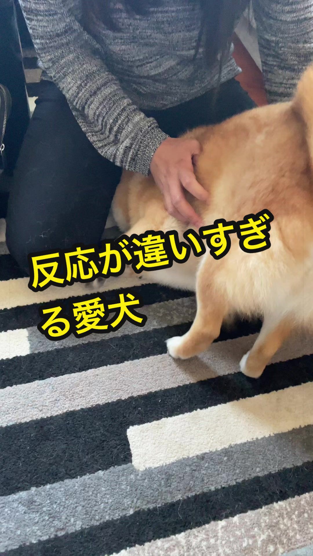 @特に柴犬が好きな人