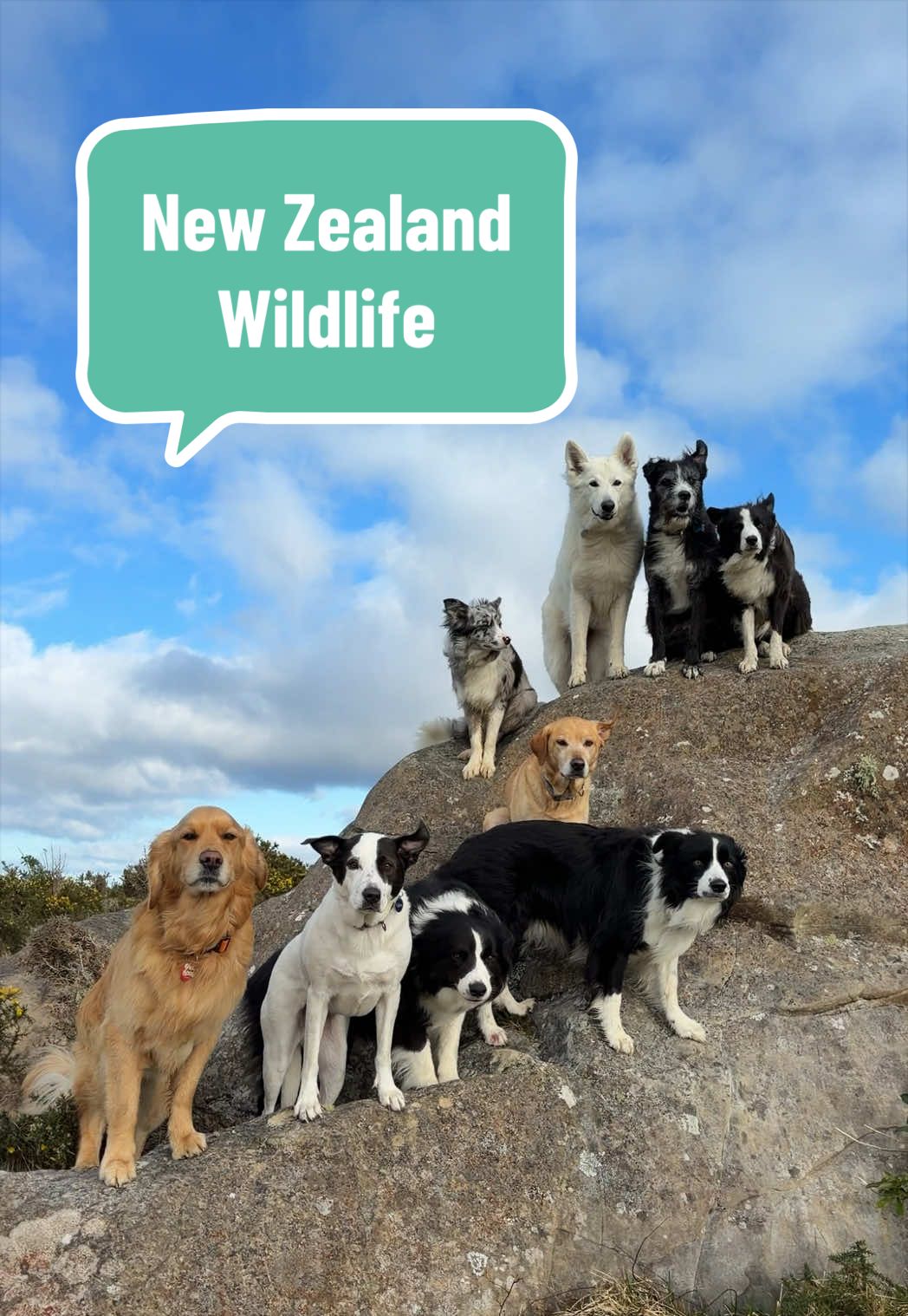 @Beks 🐺 Dog Handler 🇳🇿