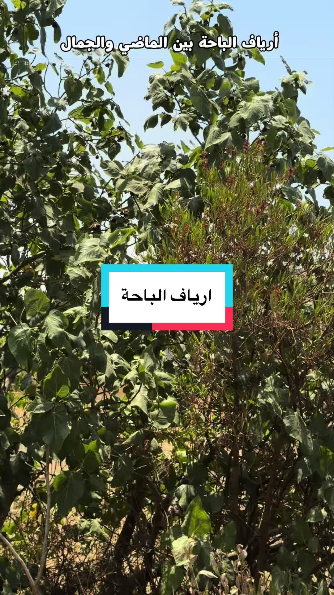 @محمد الشحي ✈️🇦🇪