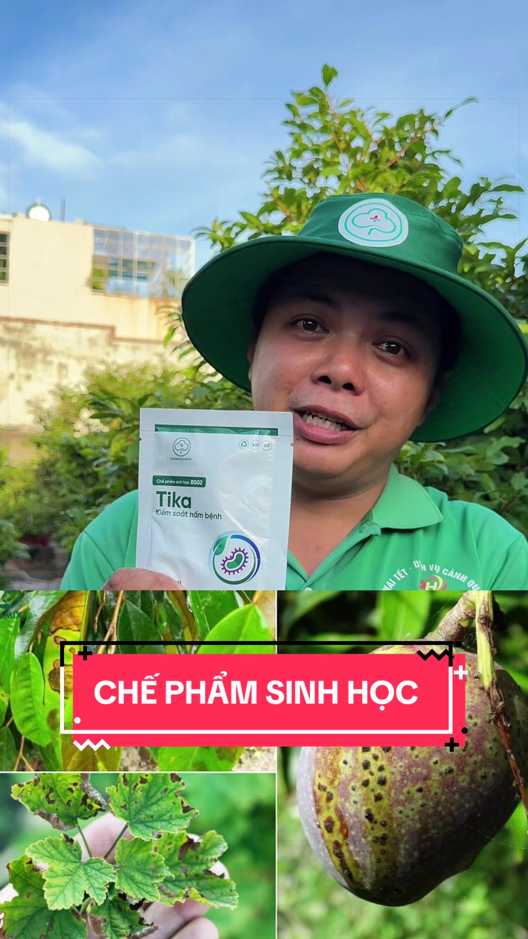 @Cây Xanh Phong Hồng