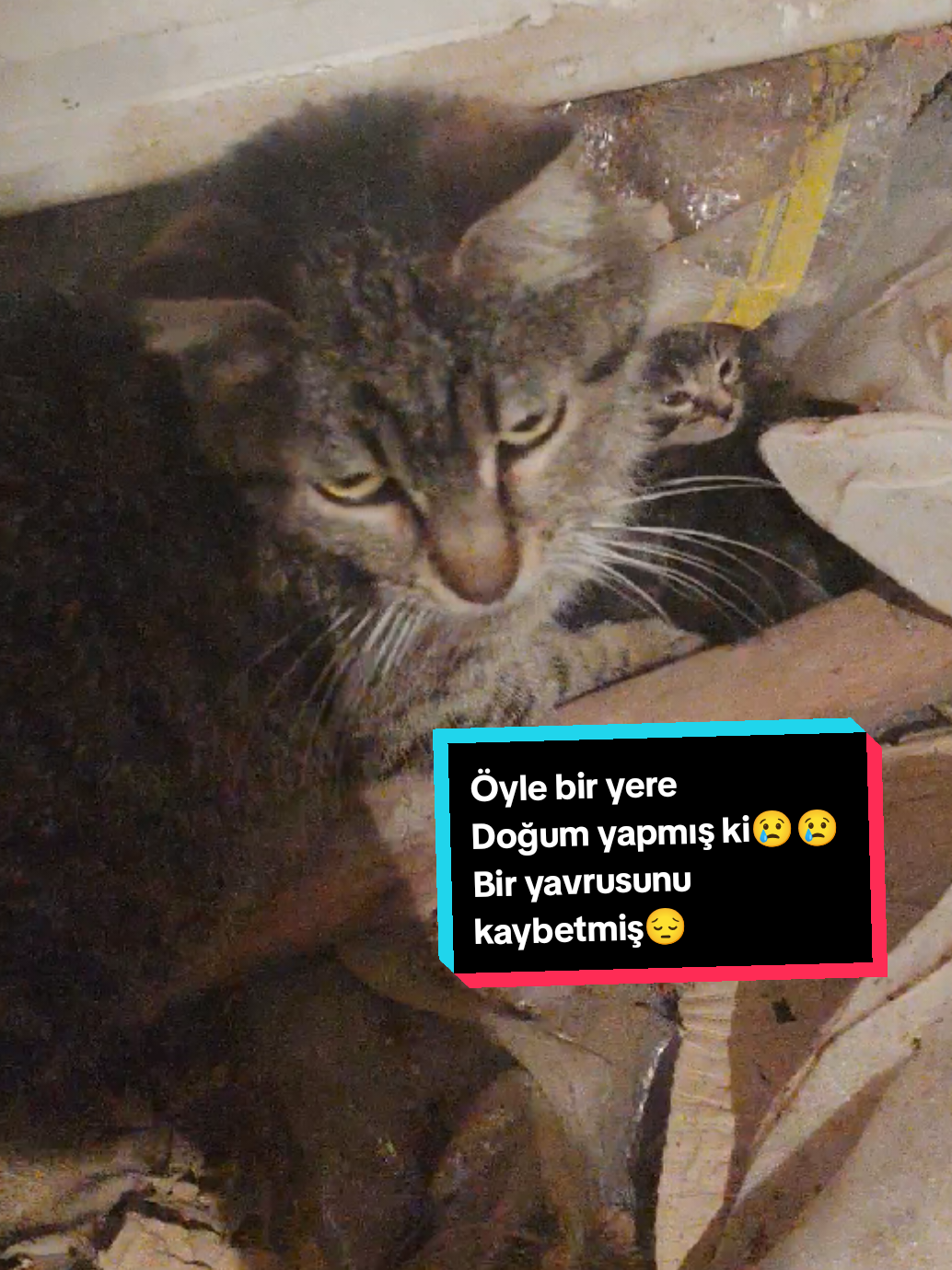 @Esma Er