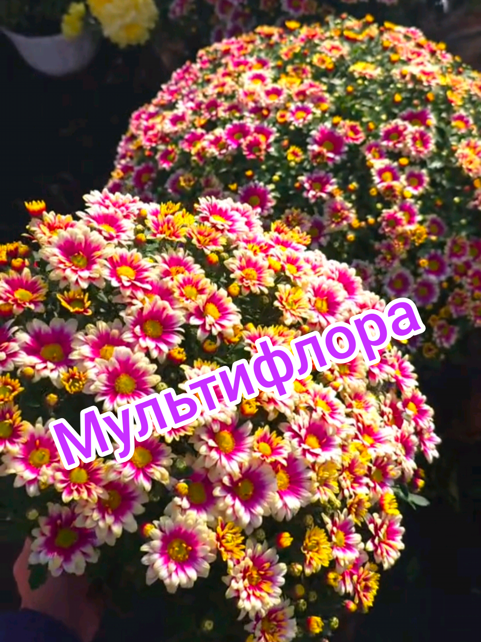 @Интернет-магазин Магия цветов