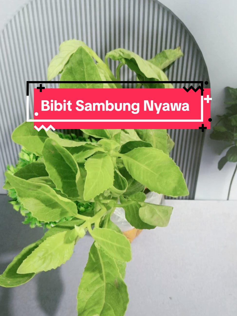 @Bunda Aisz