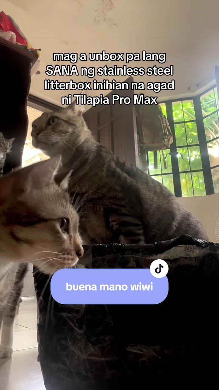@17meows