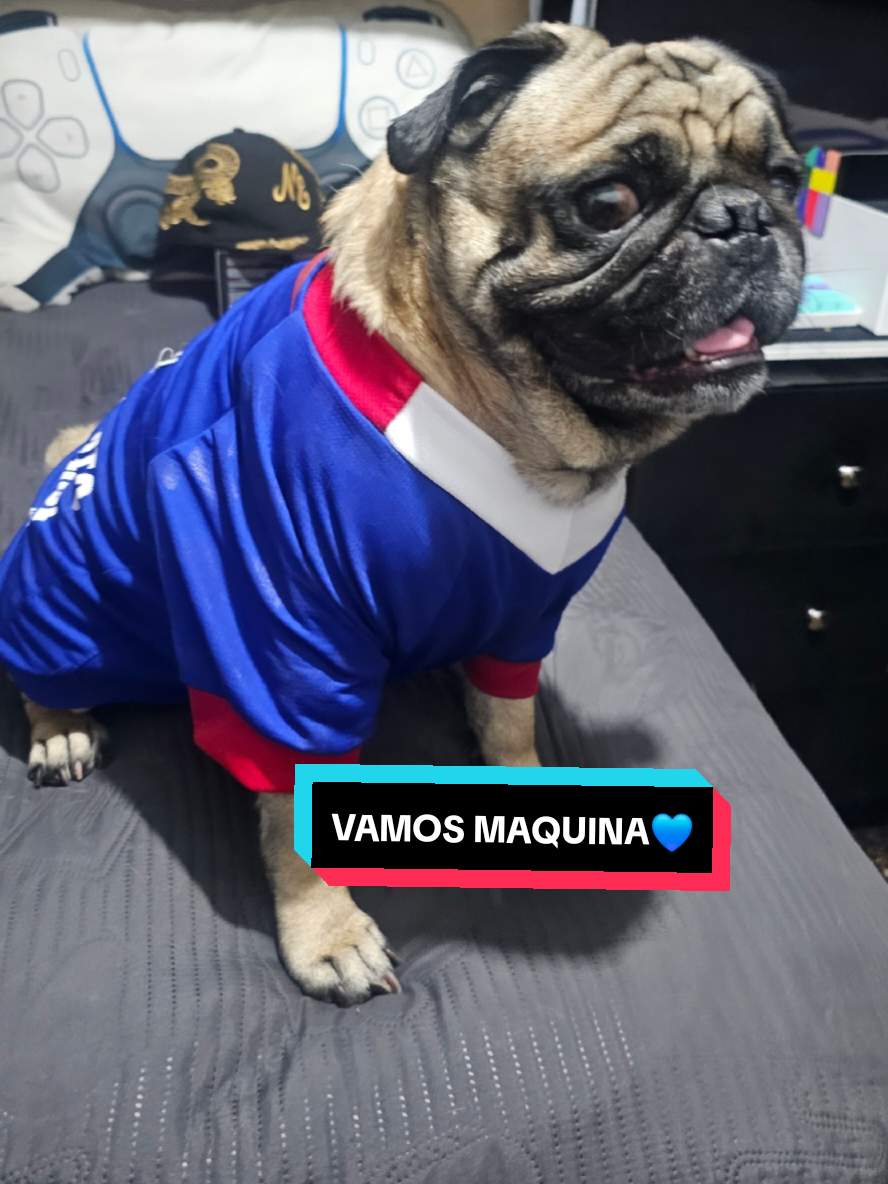@CHICHARO🐶🐾