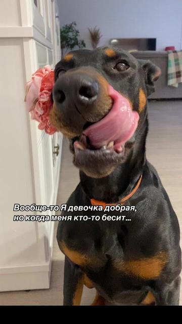 @Доберман Шелби
