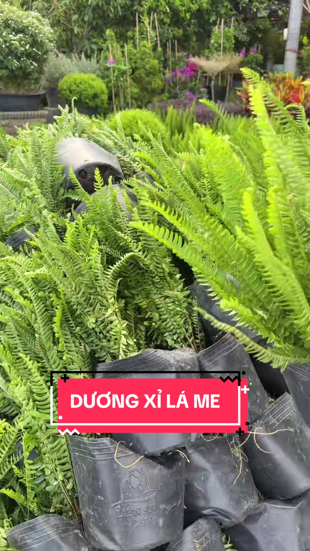 @Cây Xanh Phong Hồng