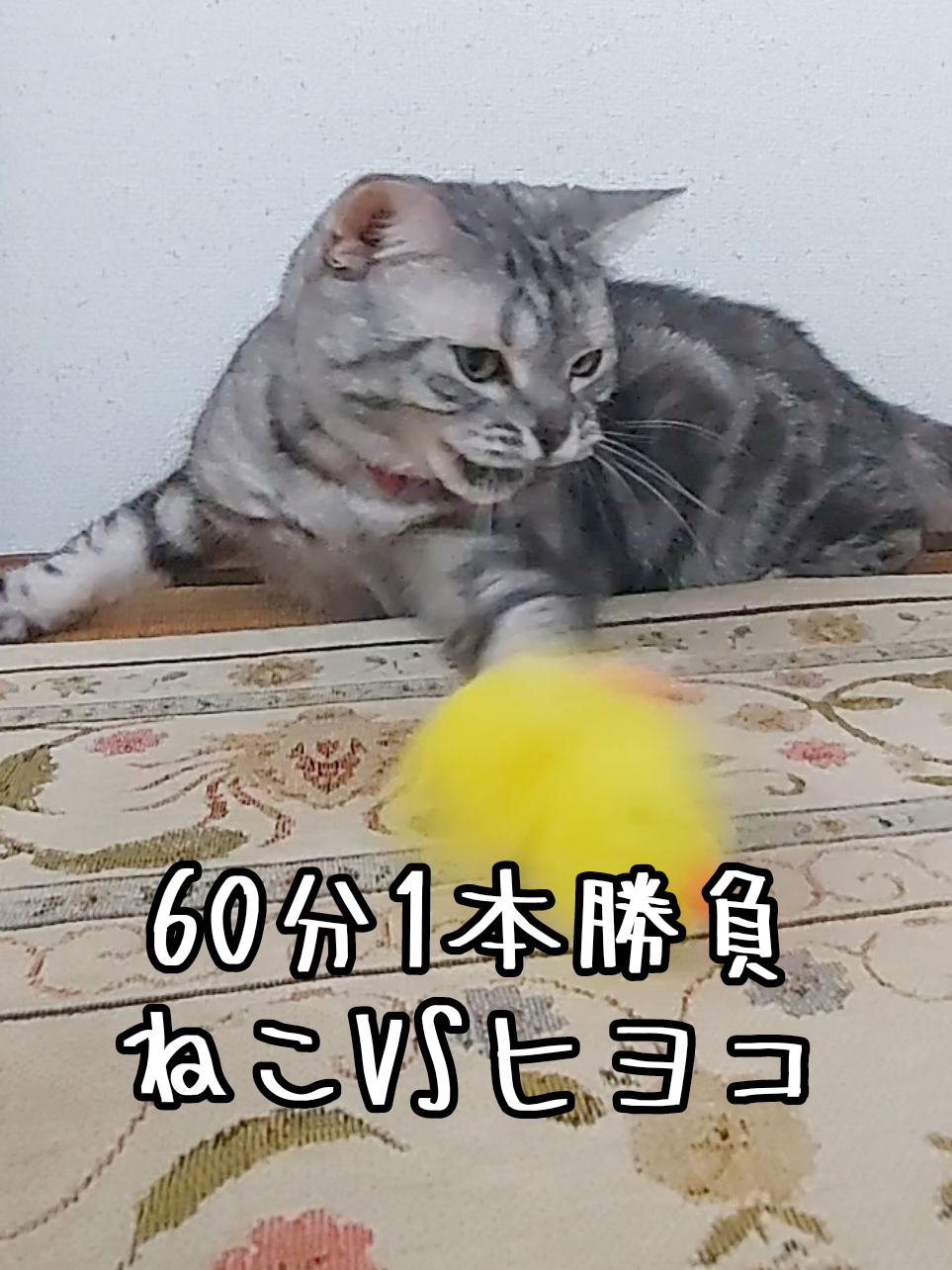 @ジュリちゃん