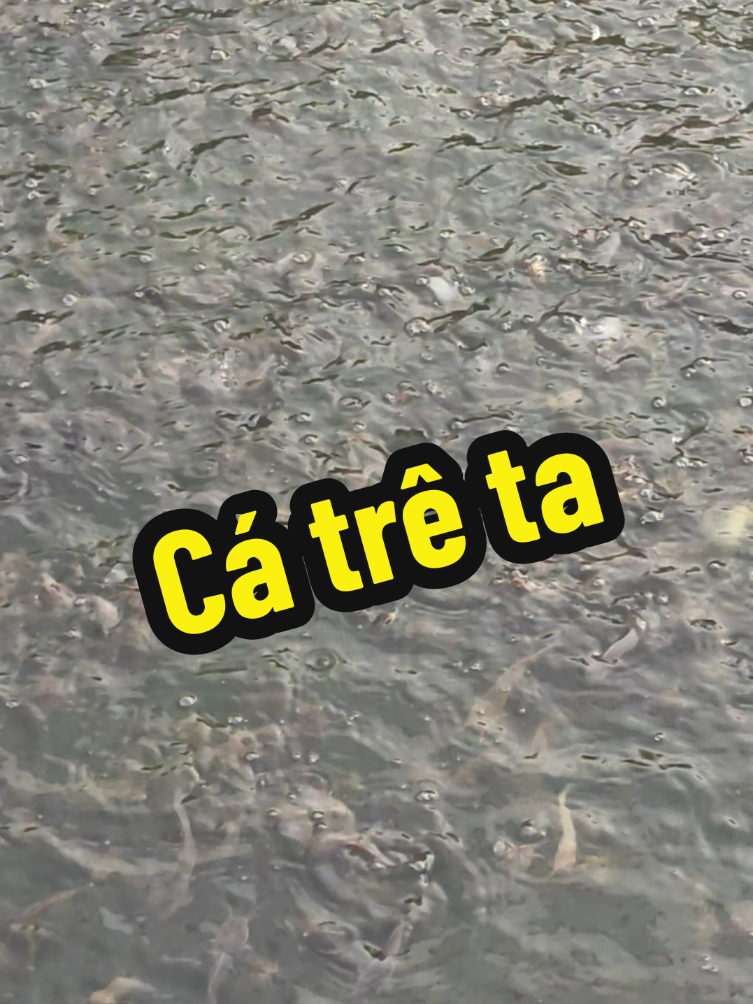 @Con Ghẻ Của TikTok 3
