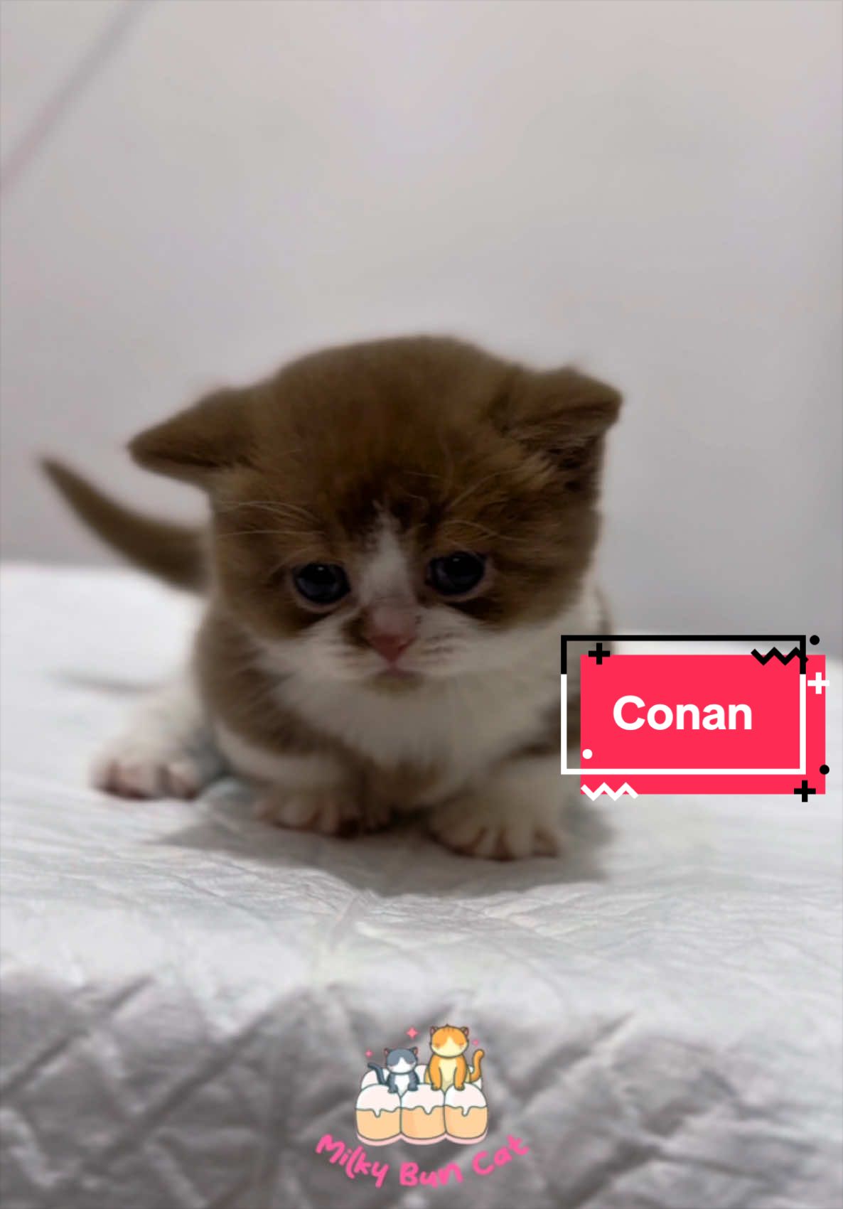 @milky bun cat