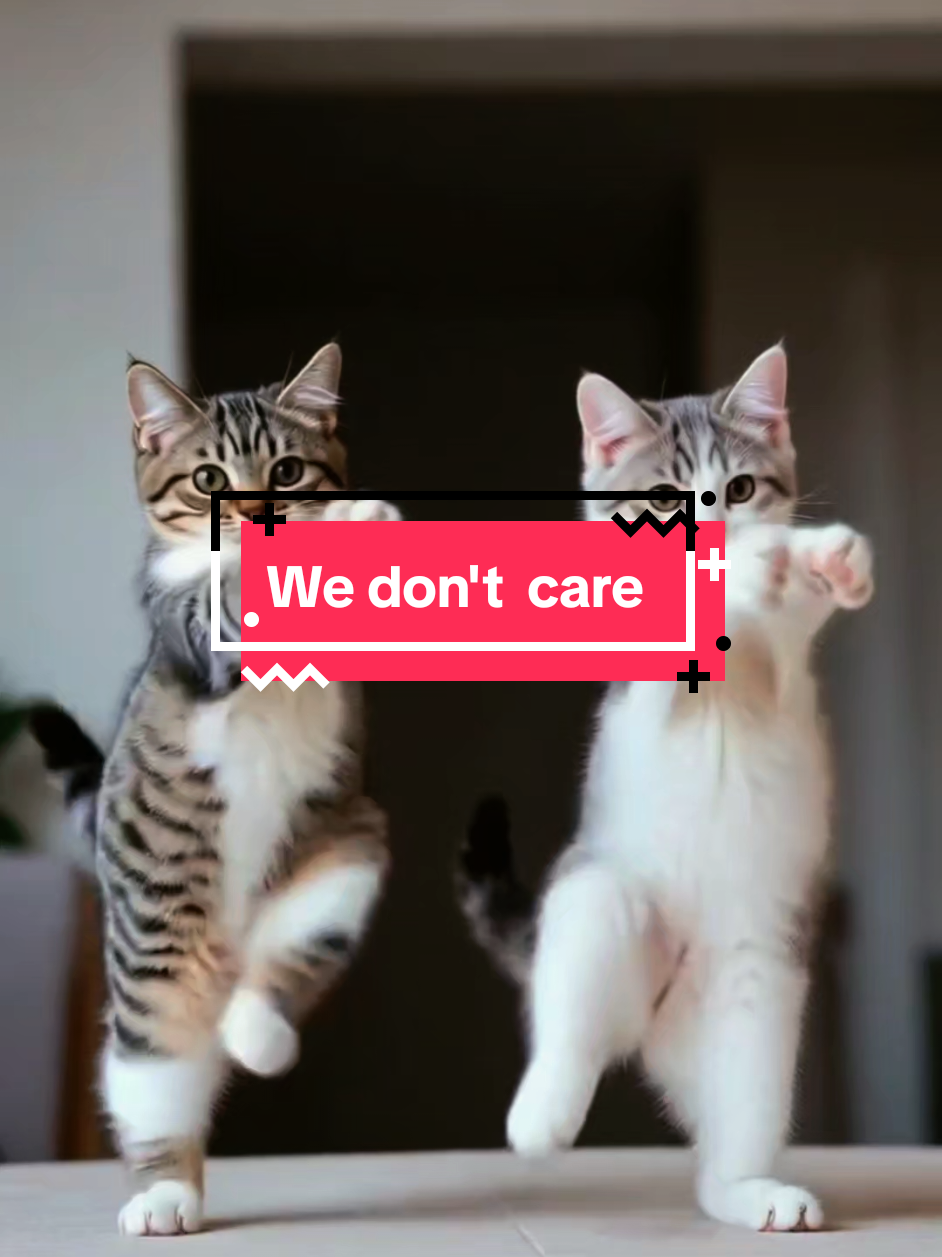 @Jill Crazy cat lady