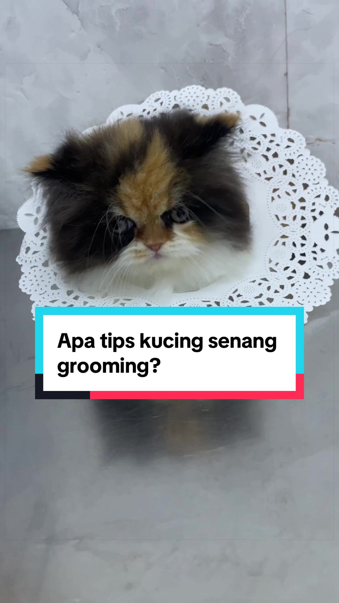 @MOZICAT | CAT GROOMING RAWANG