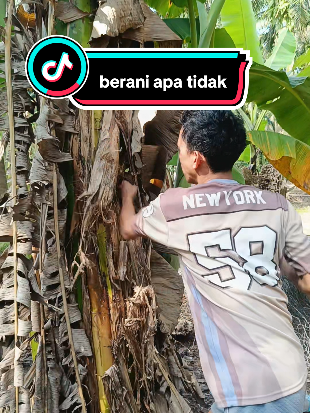 @EL