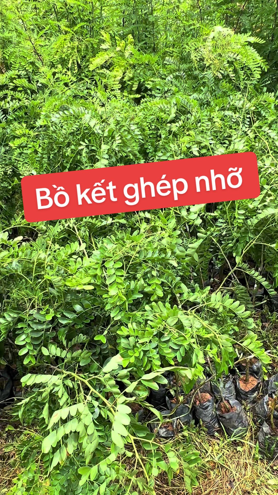 @Nhà Vườn Vũ Mai