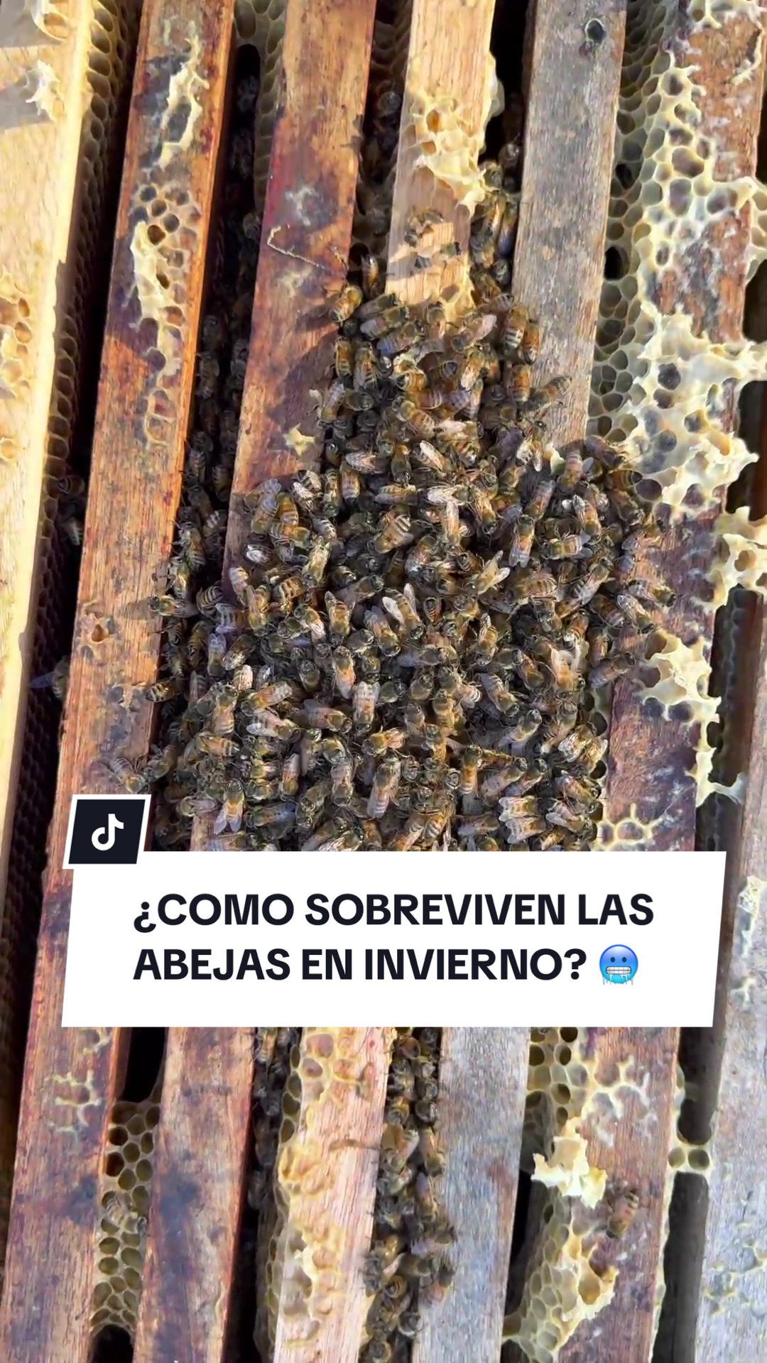@apicola.donjuan