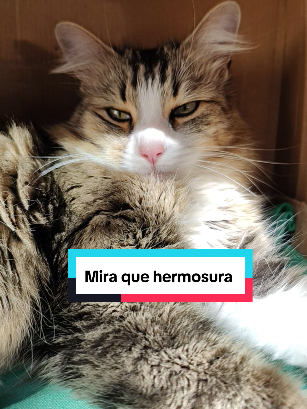 @Lunita🐱🌜