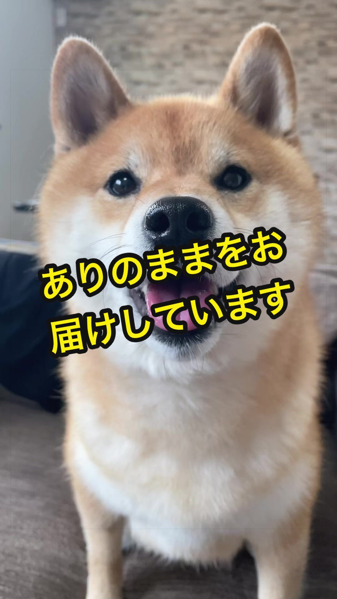 @特に柴犬が好きな人