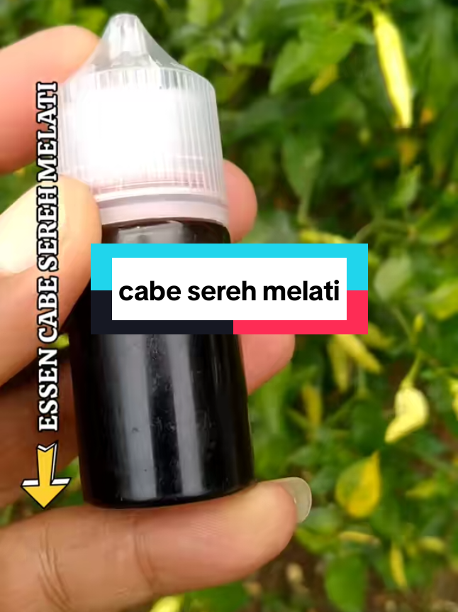 @Berkah FS