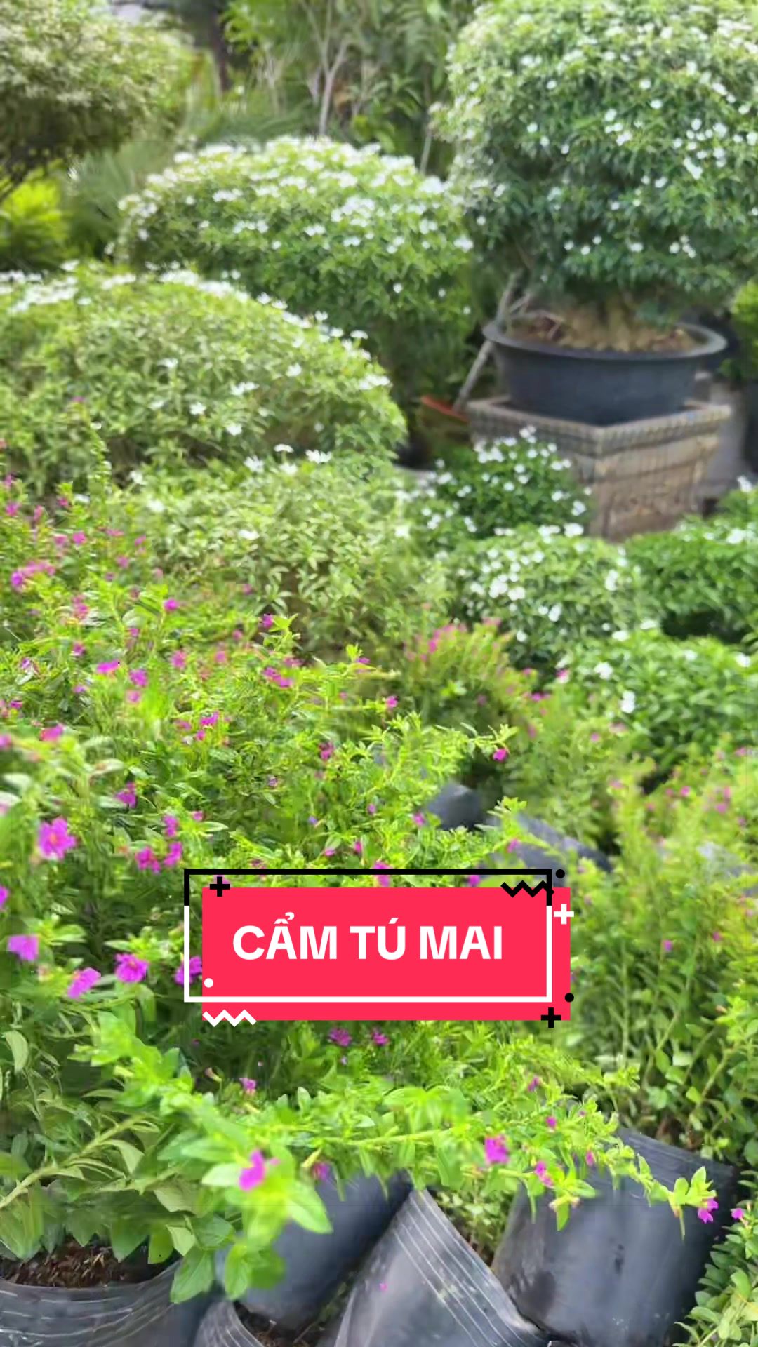 @Cây Xanh Phong Hồng