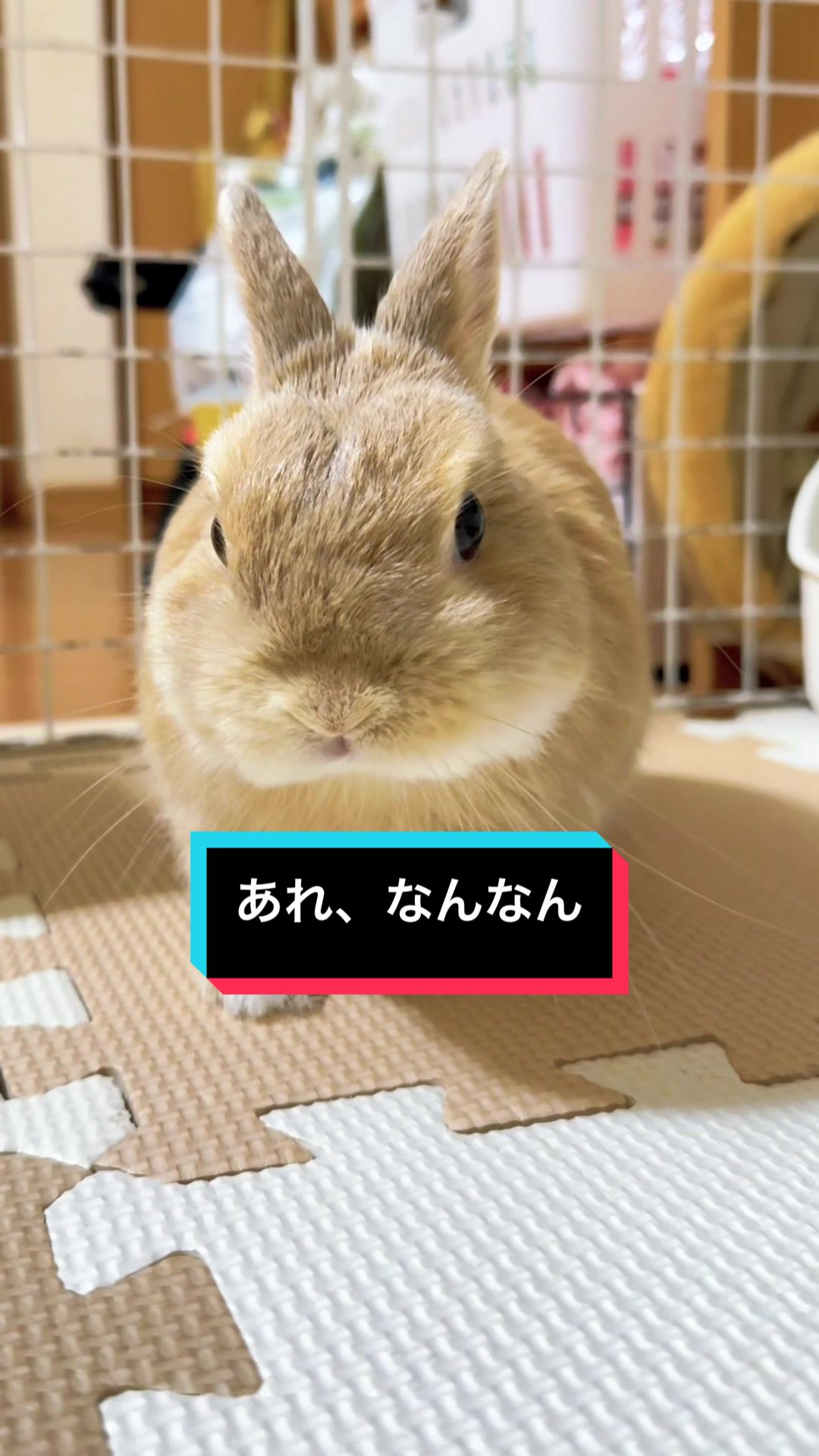 @うさぎのもちまる