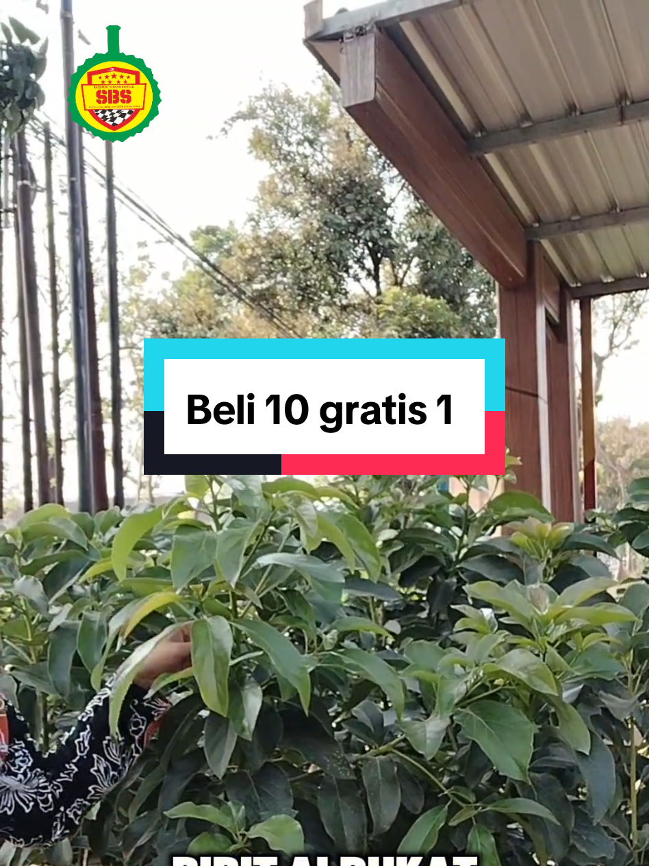 @Produksi Buah_SBS