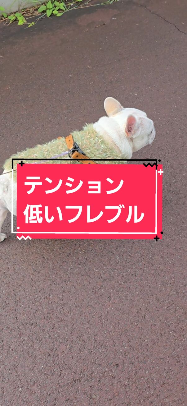 @フレブルJesse ❤️ MyO