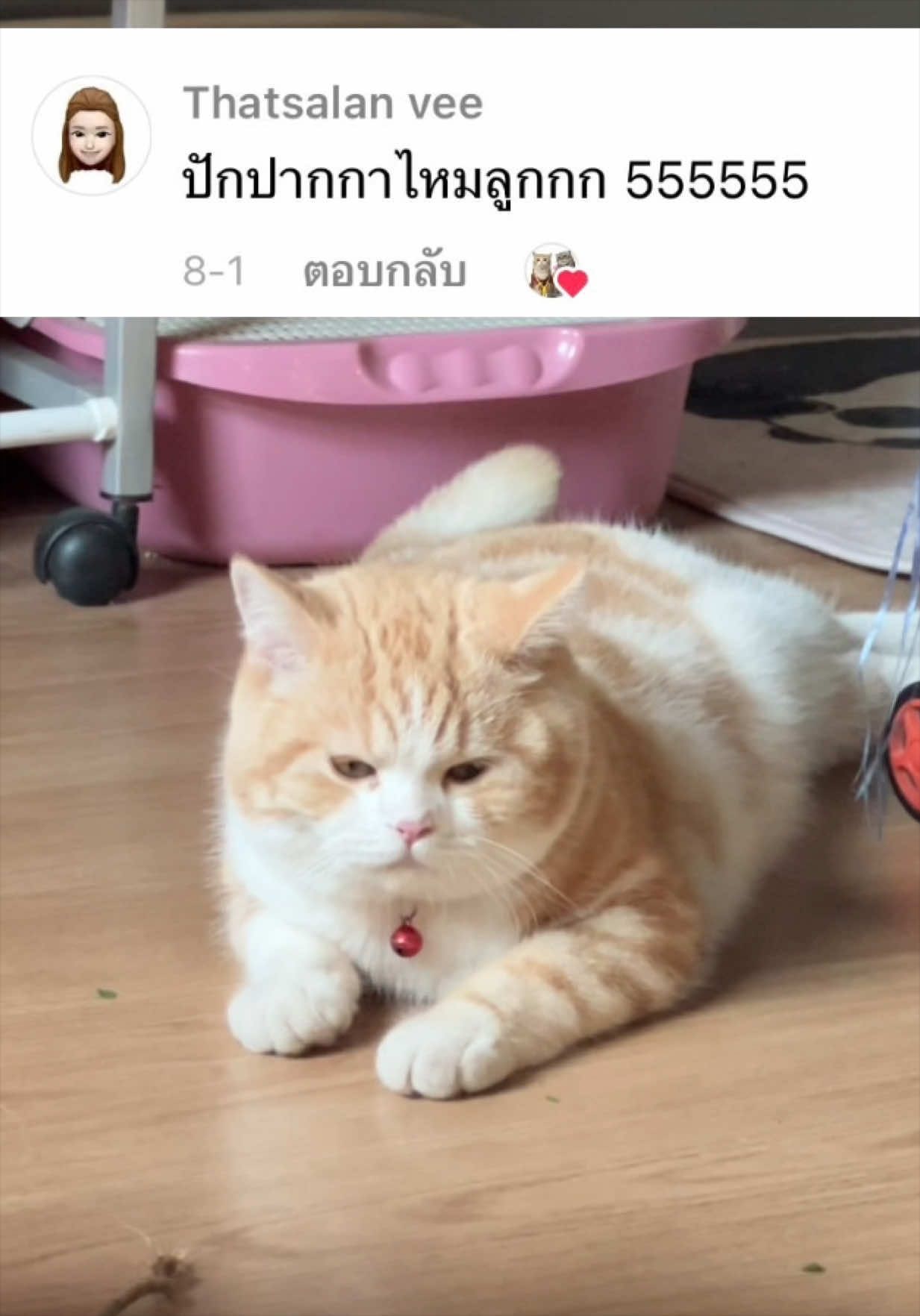 @กาฟิวส์ แมวสกปรก