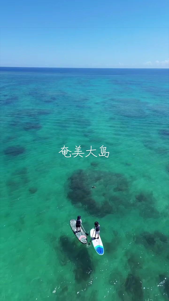 @奄美大島シマッチュ