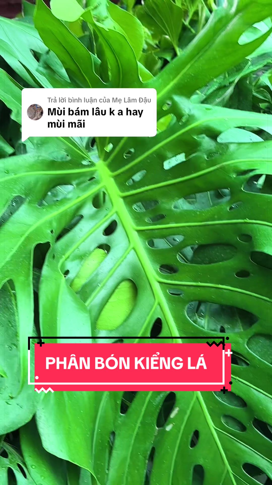 @C&acirc;y Xanh Phong Hồng
