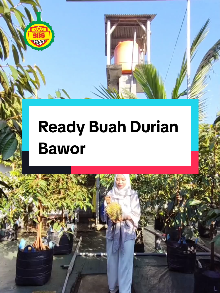@Produksi Buah_SBS