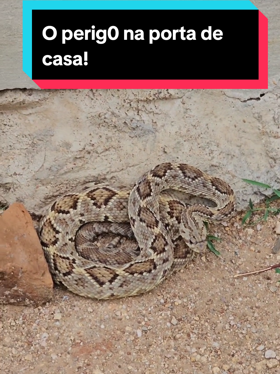 @Princesa das Serpentes