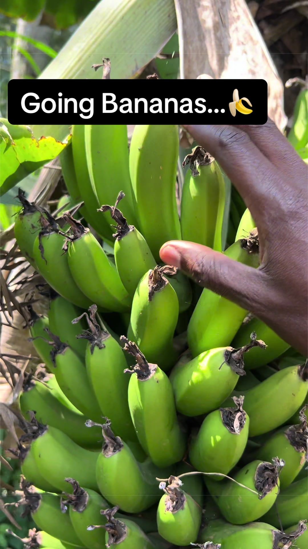 @Caleb Karuga - Farmercist