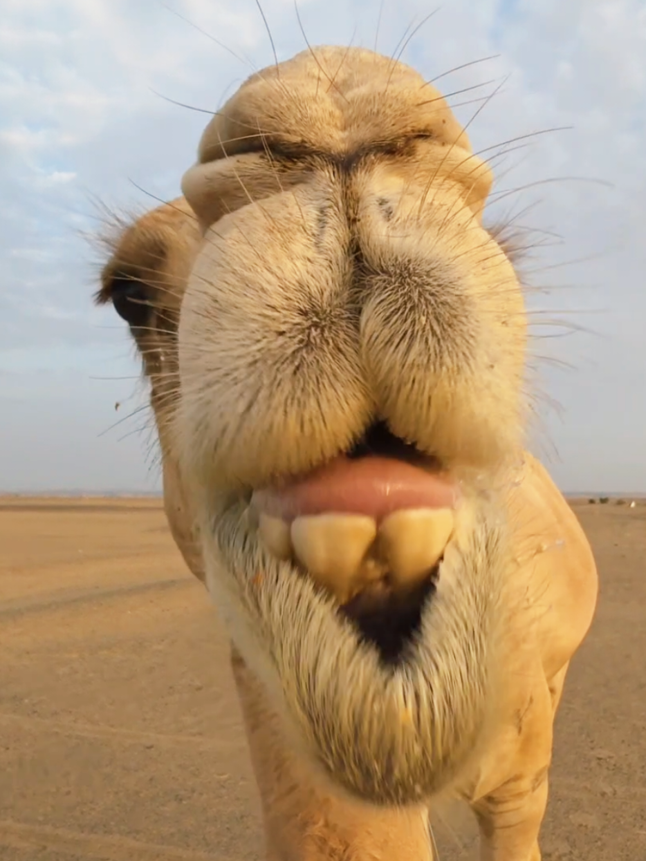 @funny:)animalsbytwins