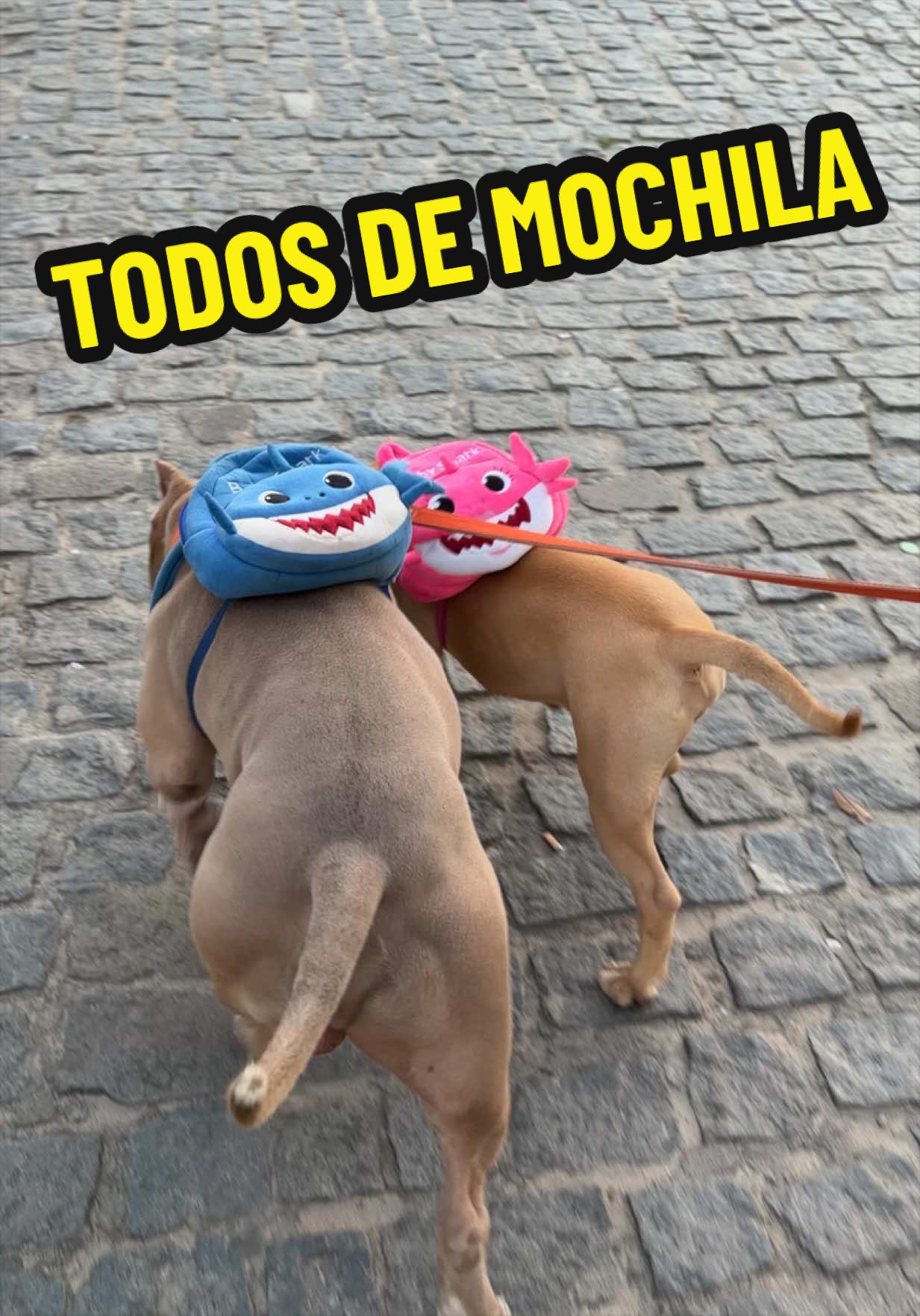@Família Ragnar 🐶