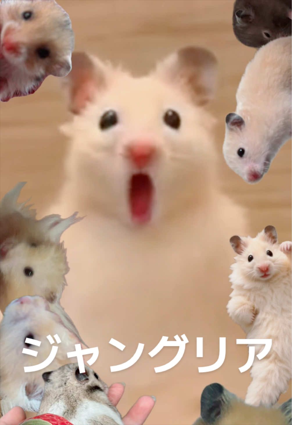 @FCham
