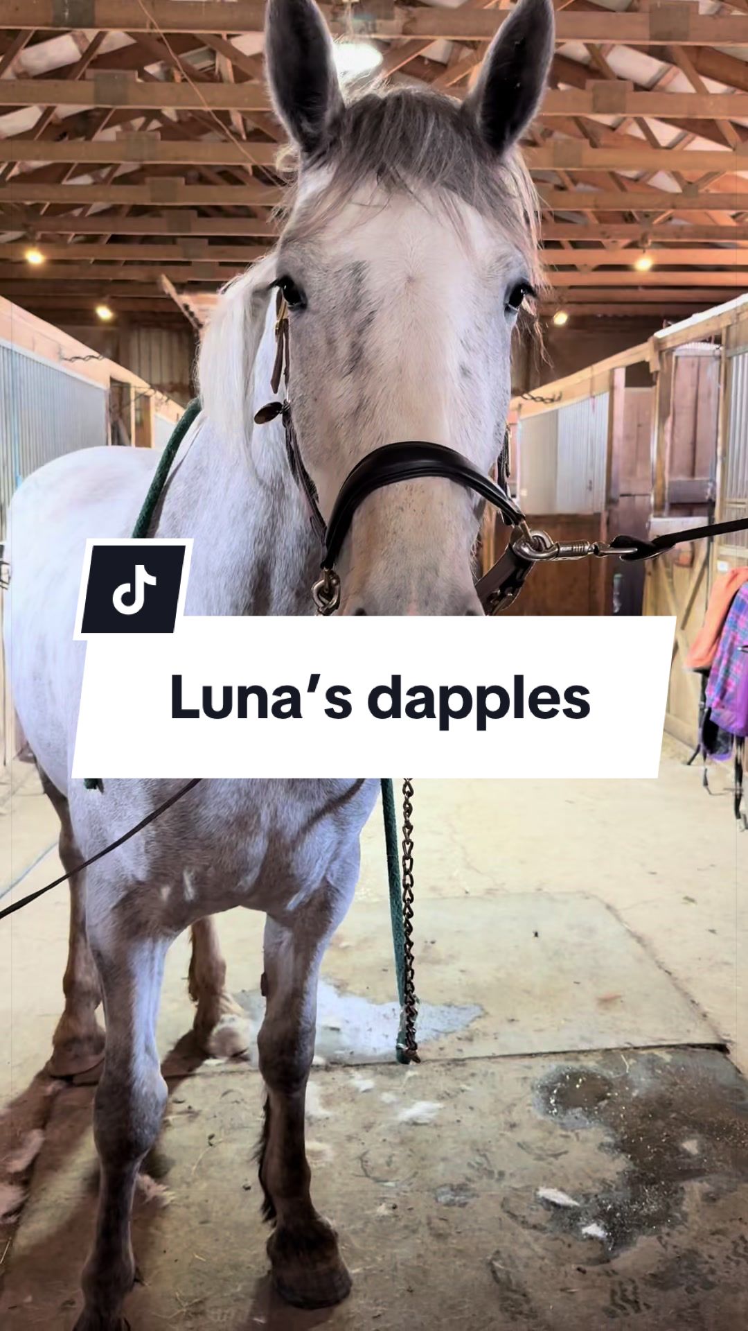 @Karin - Empower Equine app