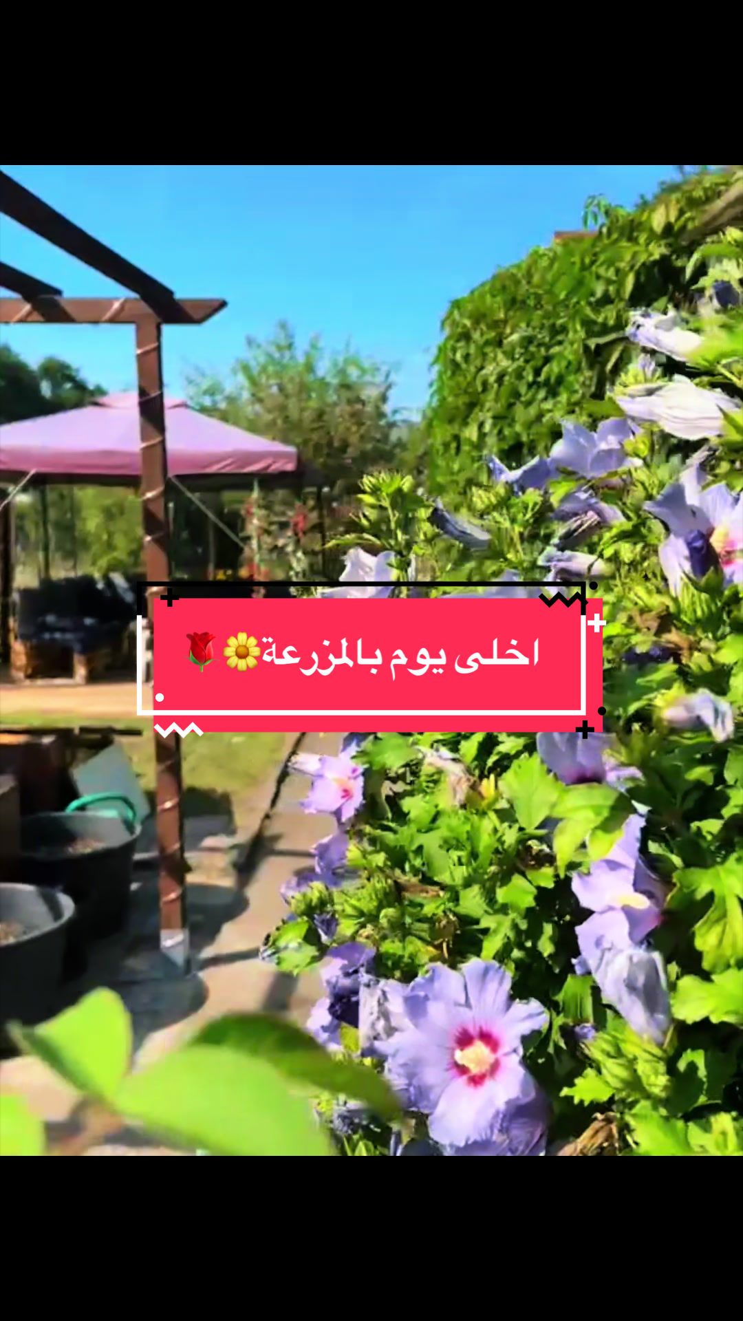 @ورد 🌹الجوري