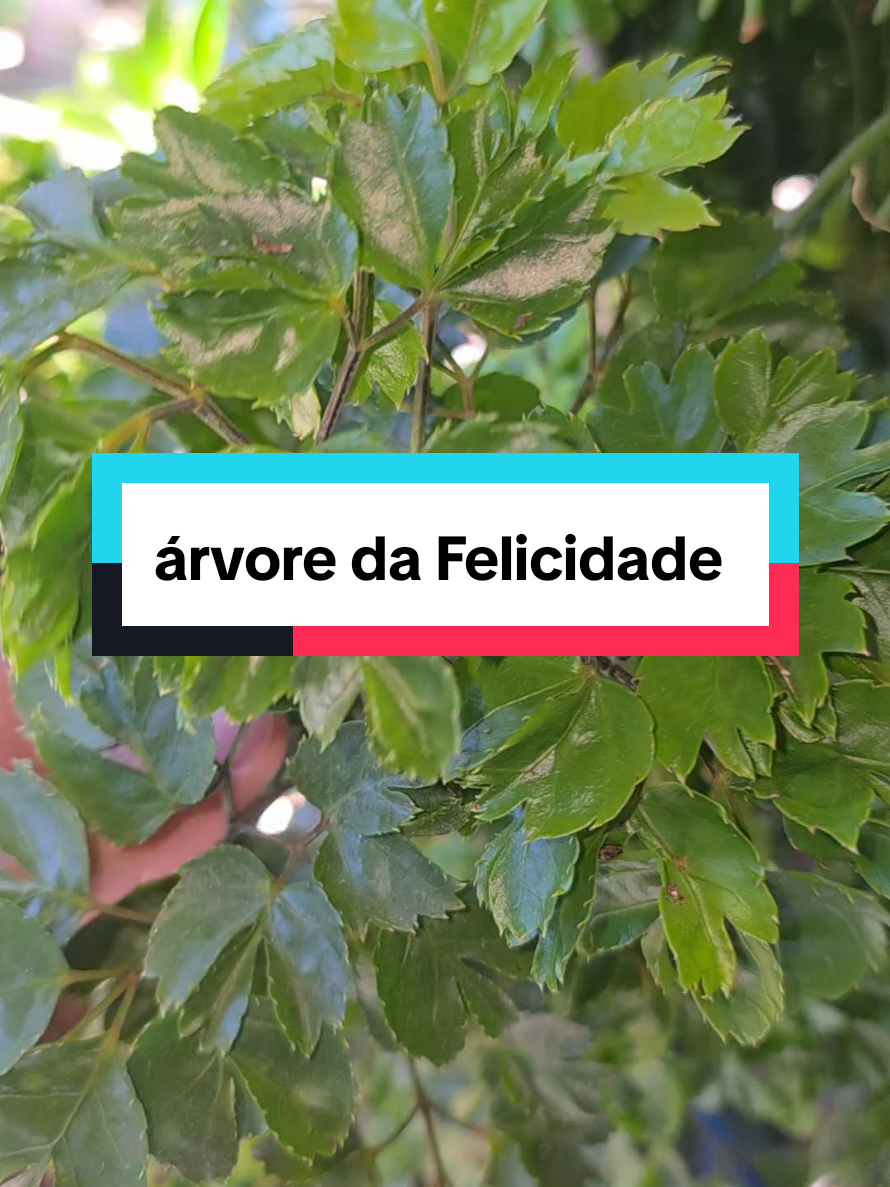@Dicas e Receitas Naturais