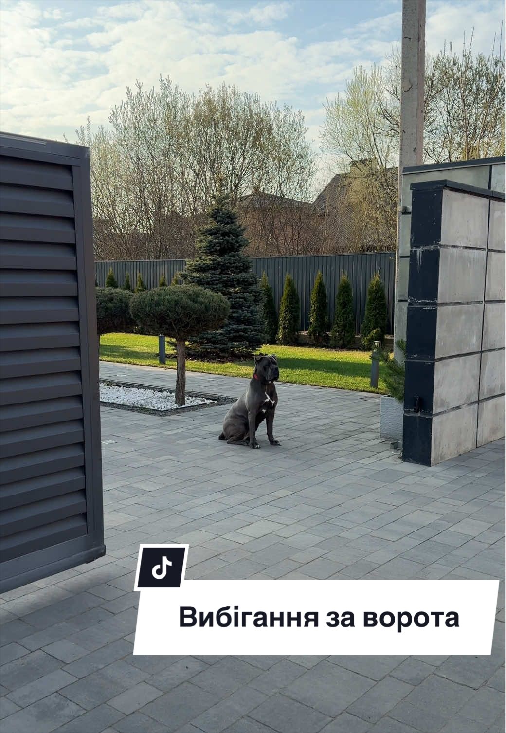 @Tanya | Luna Corso 🐾