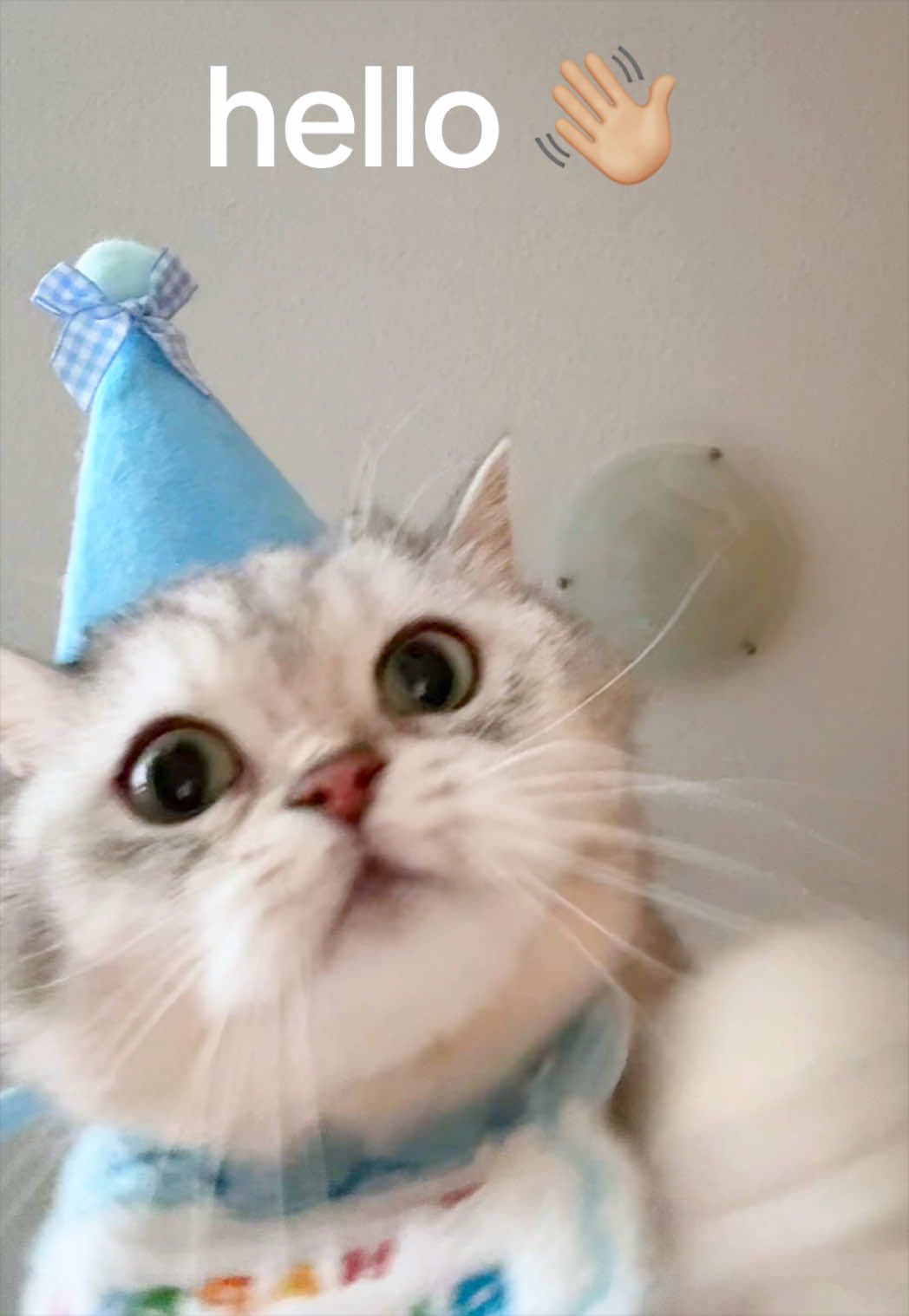 @Ollie the Cat