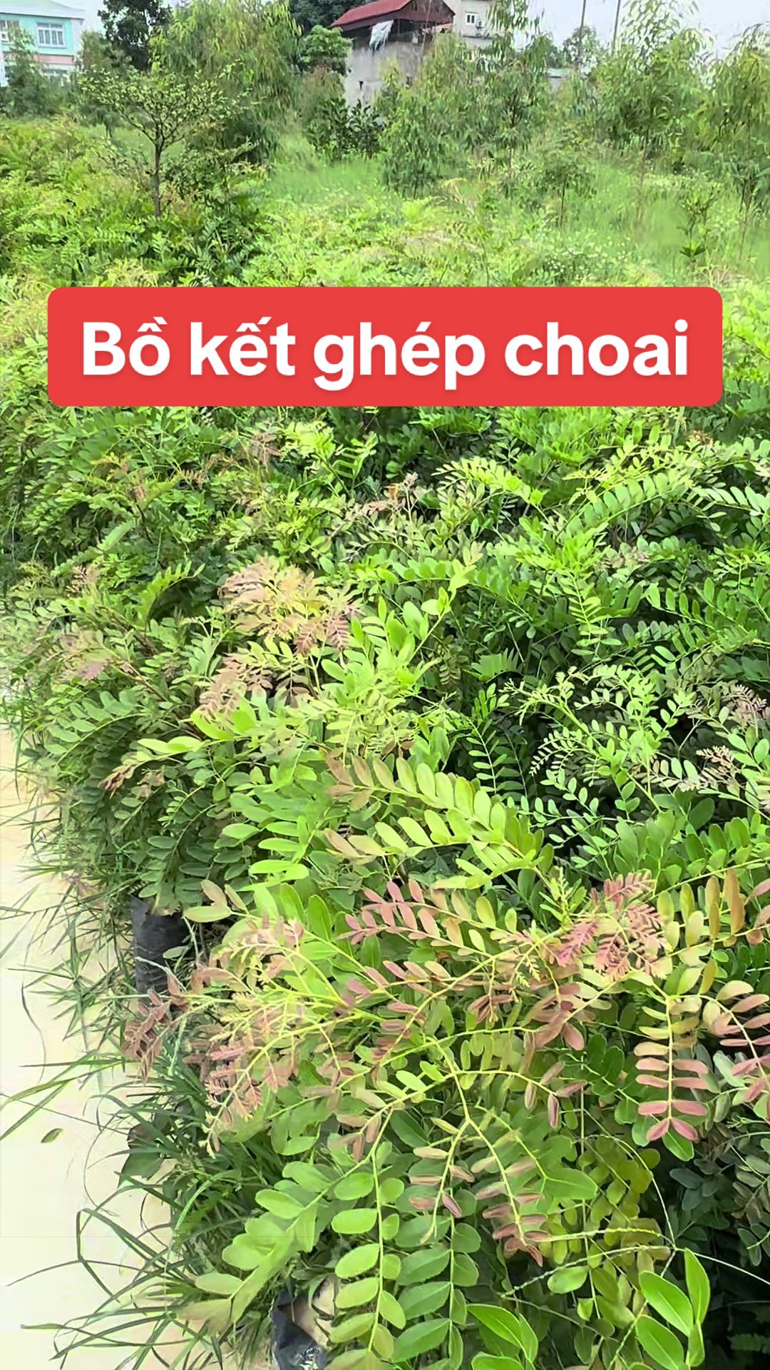 @Nh&agrave; Vườn Vũ Mai