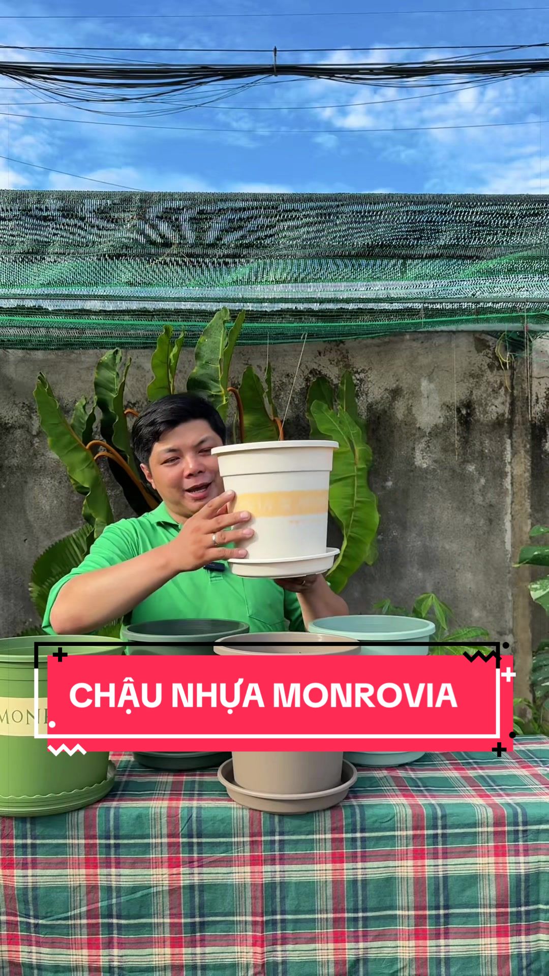 @C&acirc;y Xanh Phong Hồng