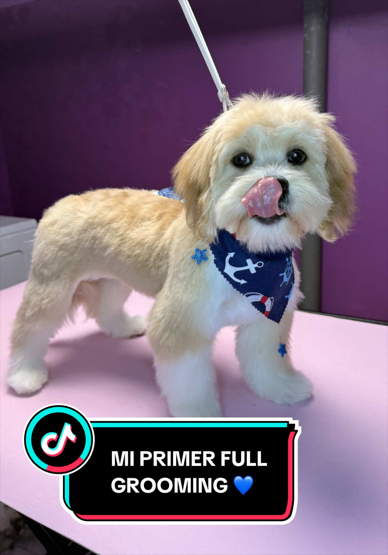 @wonderpetsgrooming
