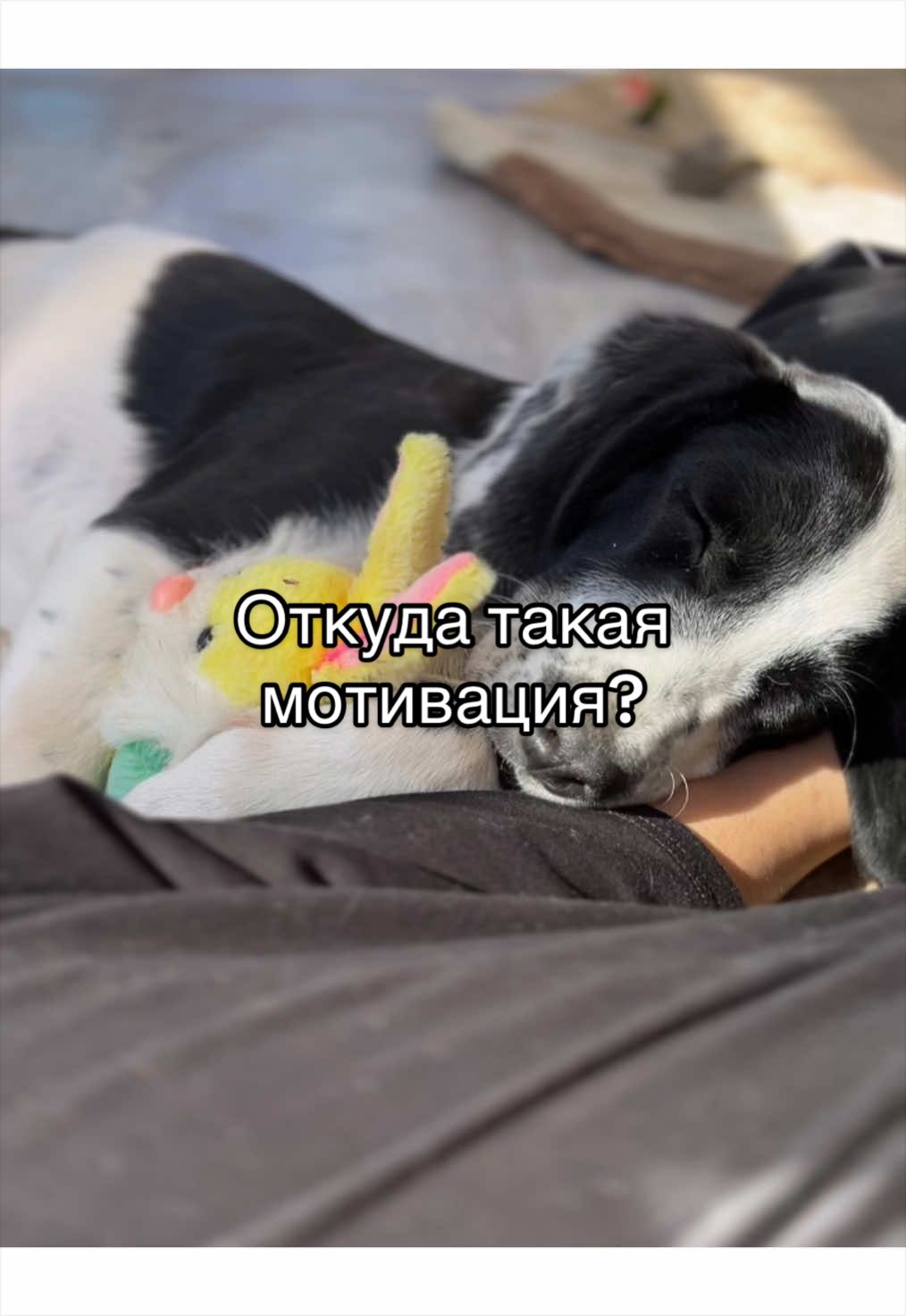 @🐾чёрно-белый ушехлоп🦎