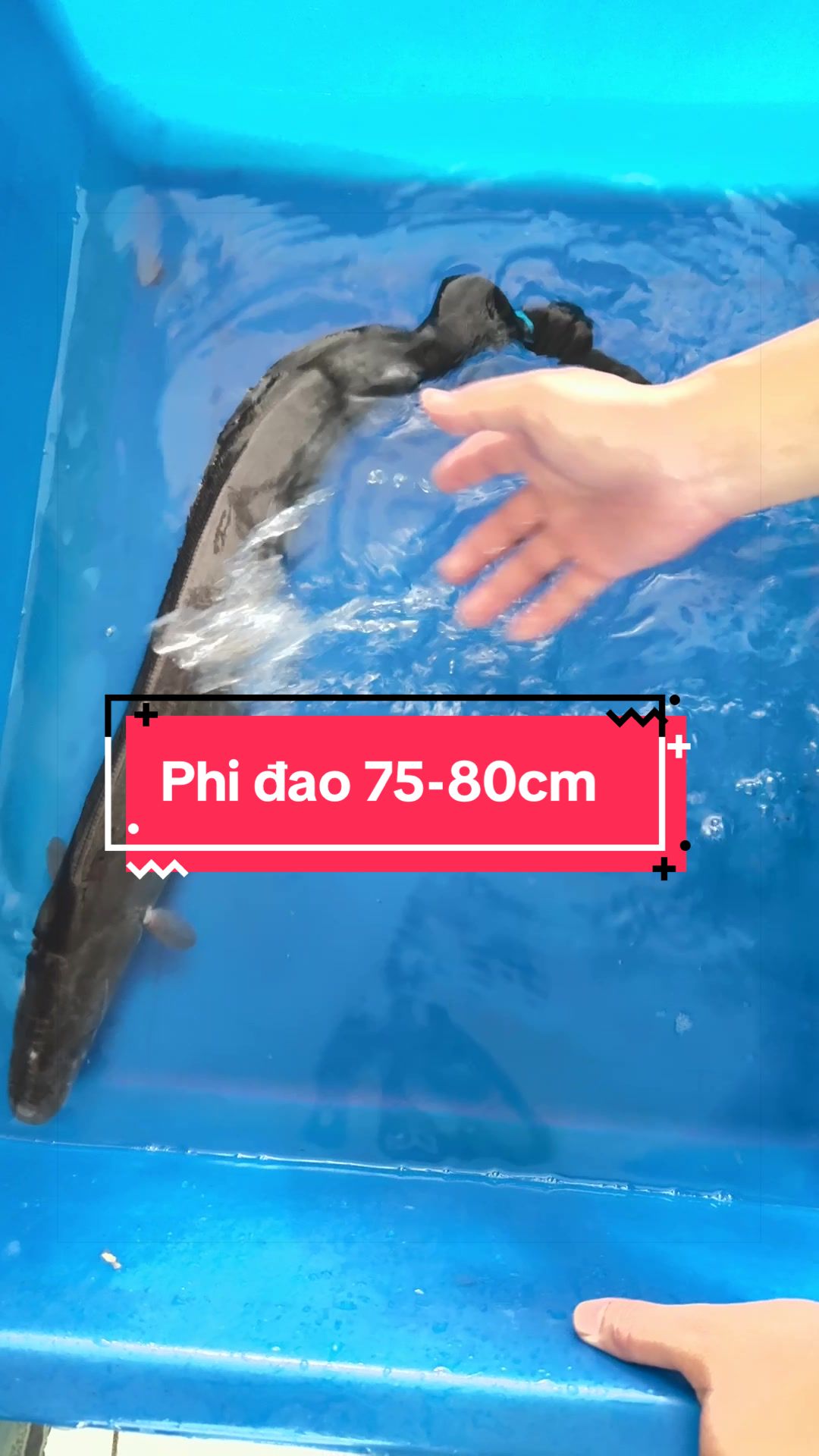 @Phát Đạt Bán Cá 😎🐠🦈