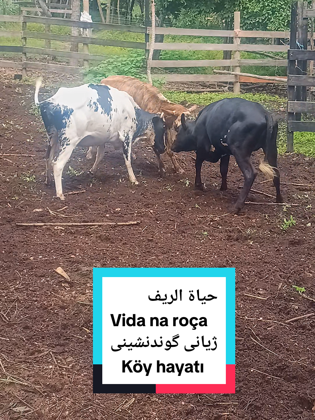 @یوسف کوردی بەڕازیل