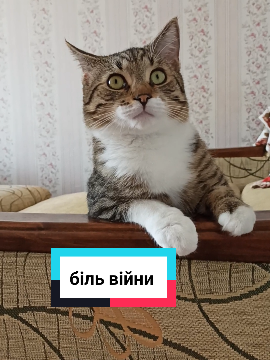 @Феликс & Кото-Семья